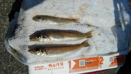 釣友が東二見に集まりました