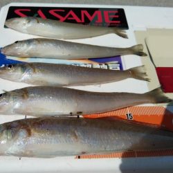 強風の東二見釣行