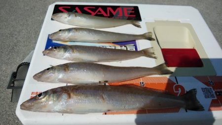 強風の東二見釣行