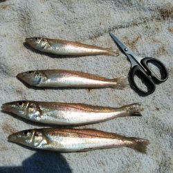 海水温低下しキスの活性下がる