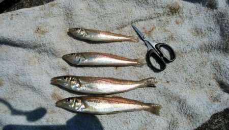 海水温低下しキスの活性下がる