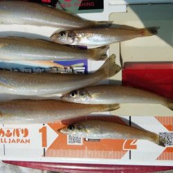 風が無く最高の釣り日和でした