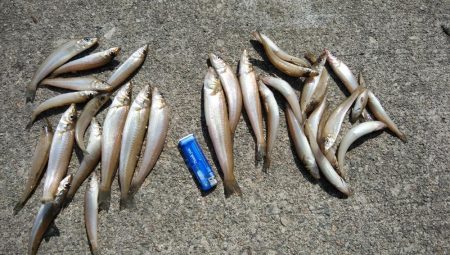 寒い津居山小島でキス狙い