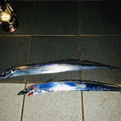 太刀魚釣れる時間！？