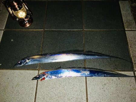 太刀魚釣れる時間！？
