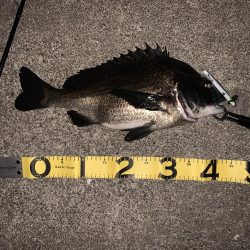 僕達は如意棒 バチシーズン編