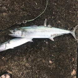 サゴシとサワラ