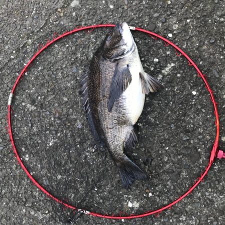 初の年無しゲット