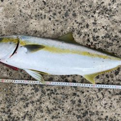 ヒラマサトップ