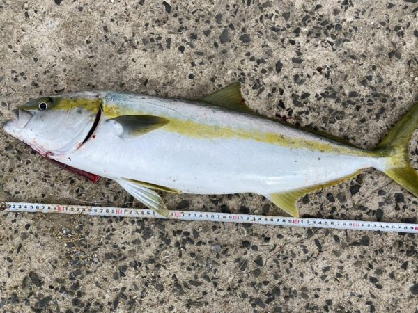 ヒラマサトップ