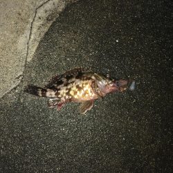 ホタルイカ生パターン