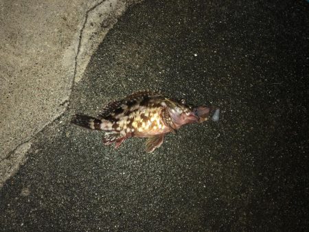 ホタルイカ生パターン