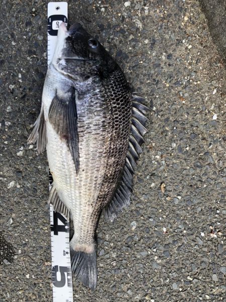 イチノ兄弟、釣果！