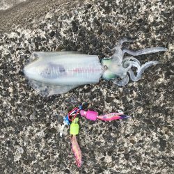 今季、初ヤエン