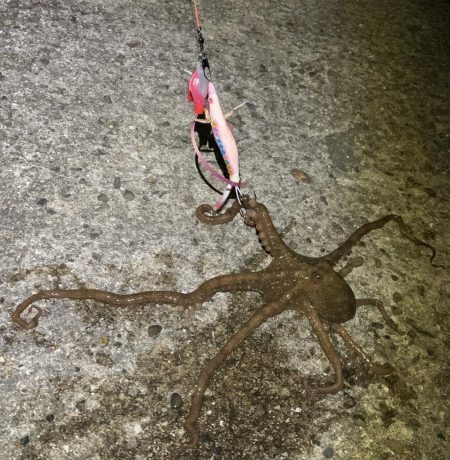 青物狙いからのタコ釣り