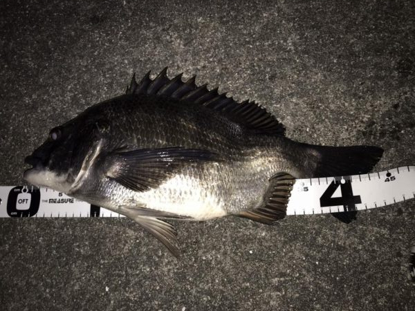 イチノ兄弟、釣果！