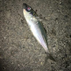 夜な夜なアジング