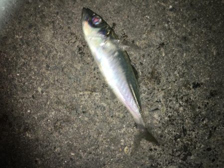 夜な夜なアジング