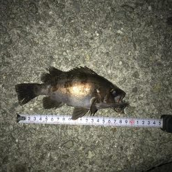 時合いは一投目