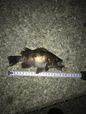 時合いは一投目