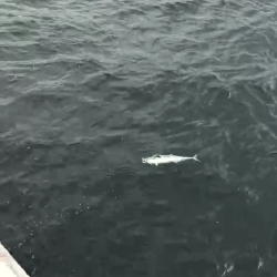 手ぐすね引いて