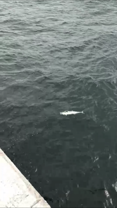 手ぐすね引いて