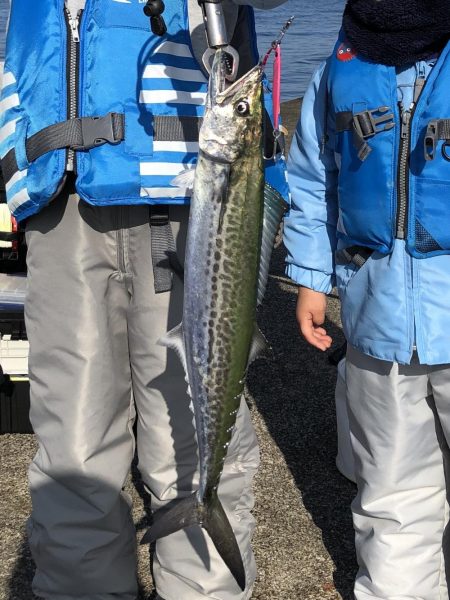 春のサゴシ祭り