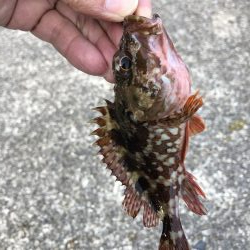 まさかの撃沈！