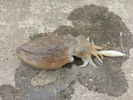 コウイカエギング