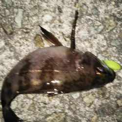 しぶしぶメバル