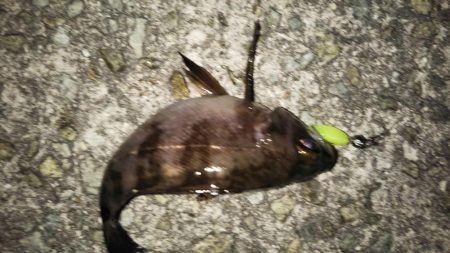 しぶしぶメバル