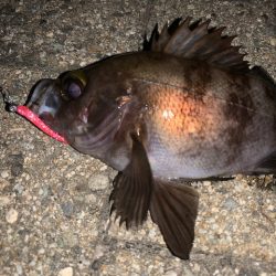 メバル　好調です