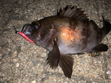 メバル　好調です