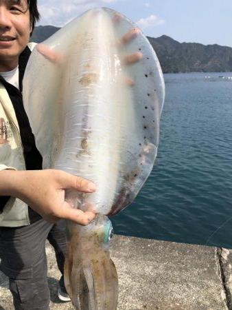 アオリイカ　３.８５Ｋｇ