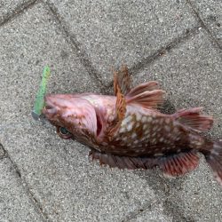 シーサイドコスモでガジラ、シーバスも