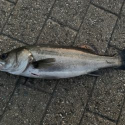 シーバス　好調