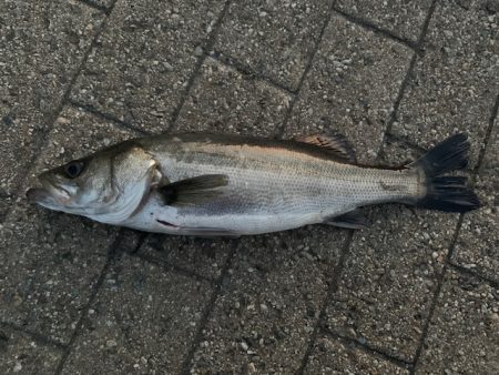 シーバス　好調