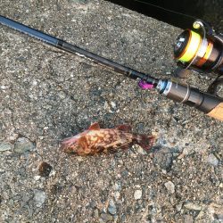 好調です、春告魚