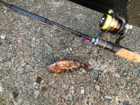 好調です、春告魚