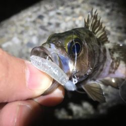 大潮だったのにorz