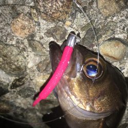 ぼちぼちでした