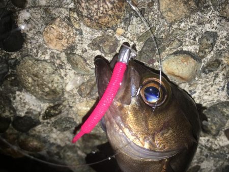 ぼちぼちでした