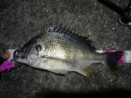 南港へち釣行 （2020/04/05 南港…