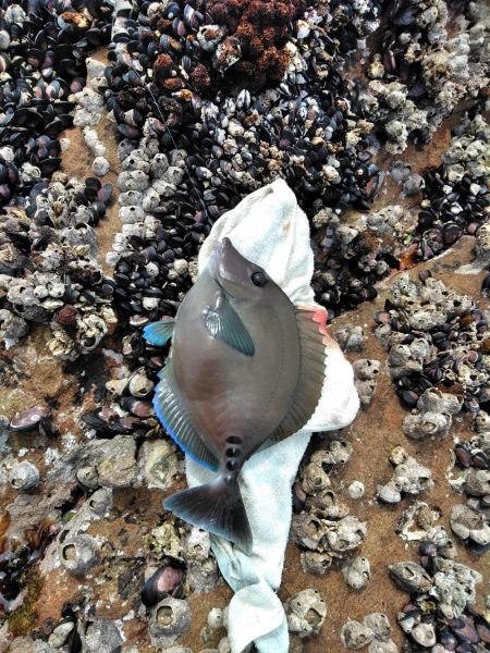 フカセが一番・・面白いです・・釣れない四月…