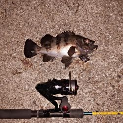 スーパームーンで大漁