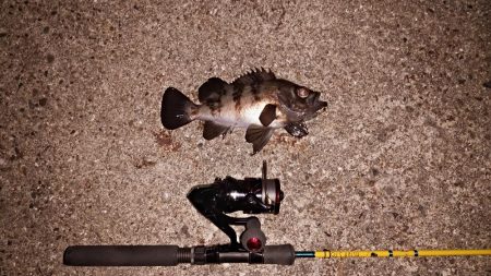 スーパームーンで大漁