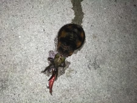 イカの顔が見たく御座候う