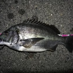 南港へち釣行 （2020/04/11 南港ヘチ釣り　真チヌ（46cm） 釣果有り）