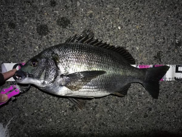 南港へち釣行 （2020/04/11 南港…