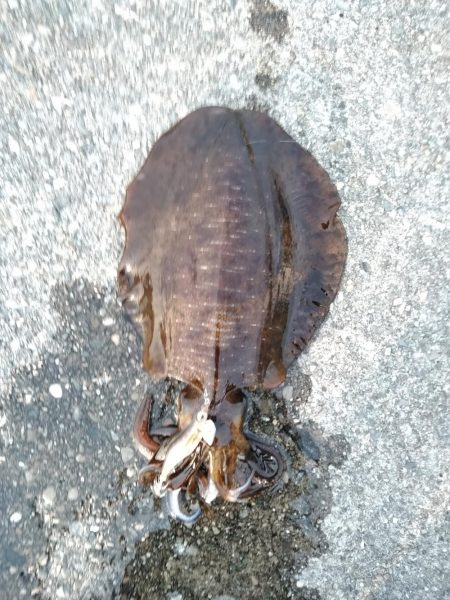 なんとか一杯！